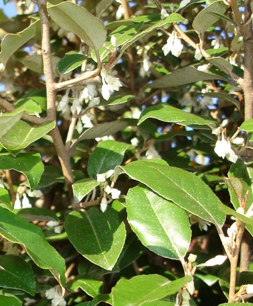 russian olive flowers