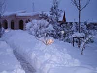 Stálezelené listnáče