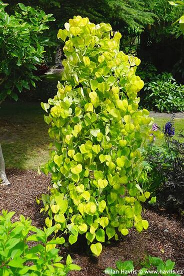 Cercis canadensis ‚NC2015-12‘ GOLDEN FALLS®