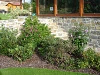 Stálezelené listnáče