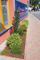 Ale samozřejmě že to šlo. Bagr odstranil asfalt, krompáče kamení a už bylo kam sázet.