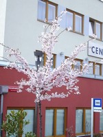 A zde se potkáváme již s historií - kvůli bezpečnostním kamerám již tato překrásná sakura Accolade našla místo v úplně jiné zahradě.