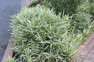 A některé bujnější než jiné :-)