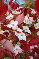 Stejně by mě zajímalo, ve kterém vesmíru kvetou svídy na podzim, když zbarvují listí ...