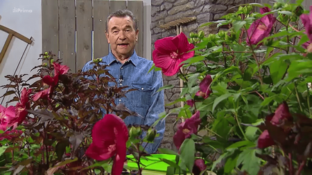 Receptář prima nápadů - Prima TV - Ibišek bahenní