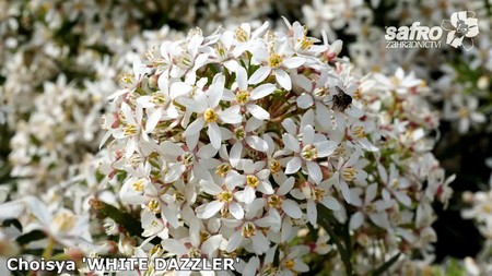 Choisya - Mexický pomerančovník