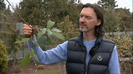 Polopatě - Česká televize - Stálezelené duby