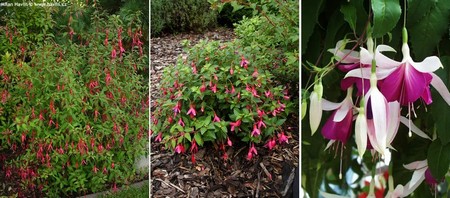 Mrazuvzdorné fuchsie