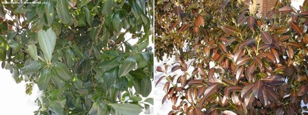 Zimní testy nových rostlin