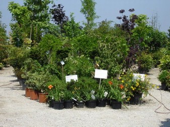 článek z časopisu Dům a zahrada