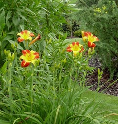 článek z časopisu Dům a zahrada