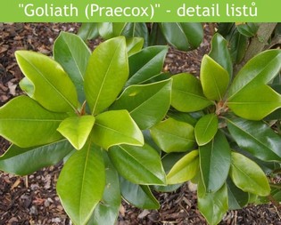 LETNÍ MAGNÓLIE - KRÁLOVNY MEZI STROMY