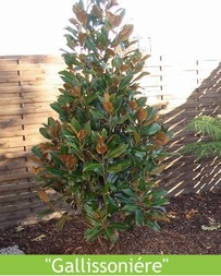 LETNÍ MAGNÓLIE - KRÁLOVNY MEZI STROMY