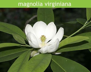 LETNÍ MAGNÓLIE - KRÁLOVNY MEZI STROMY