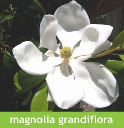 LETNÍ MAGNÓLIE - KRÁLOVNY MEZI STROMY