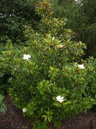 LETNÍ MAGNÓLIE - KRÁLOVNY MEZI STROMY