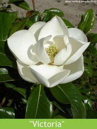 LETNÍ MAGNÓLIE - KRÁLOVNY MEZI STROMY