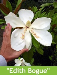 LETNÍ MAGNÓLIE - KRÁLOVNY MEZI STROMY