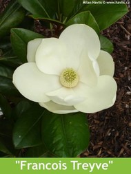 LETNÍ MAGNÓLIE - KRÁLOVNY MEZI STROMY