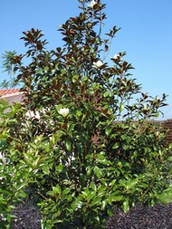 LETNÍ MAGNÓLIE - KRÁLOVNY MEZI STROMY