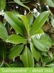 LETNÍ MAGNÓLIE - KRÁLOVNY MEZI STROMY