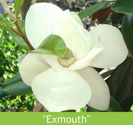 LETNÍ MAGNÓLIE - KRÁLOVNY MEZI STROMY