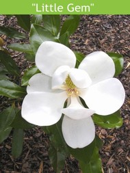 LETNÍ MAGNÓLIE - KRÁLOVNY MEZI STROMY