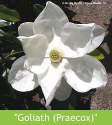 LETNÍ MAGNÓLIE - KRÁLOVNY MEZI STROMY