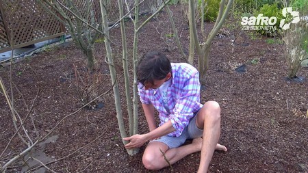 Co se zvlčilou magnólií?