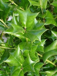 Stálezelené listnáče