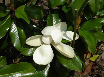 Stálezelené listnáče