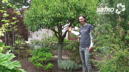 Portugalské vavříny (Portugal laurel)