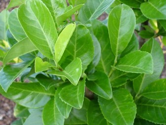 Stálezelené listnáče