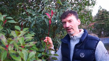 Stálezelené keře pro lepší náladu v zimě