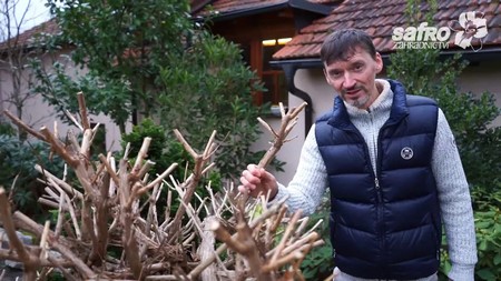 Zimní stříhání trubačů (campsis)