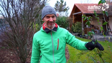 Zimní stříhání a stříhání vícekmenů