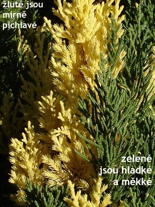 1243_3.jpeg