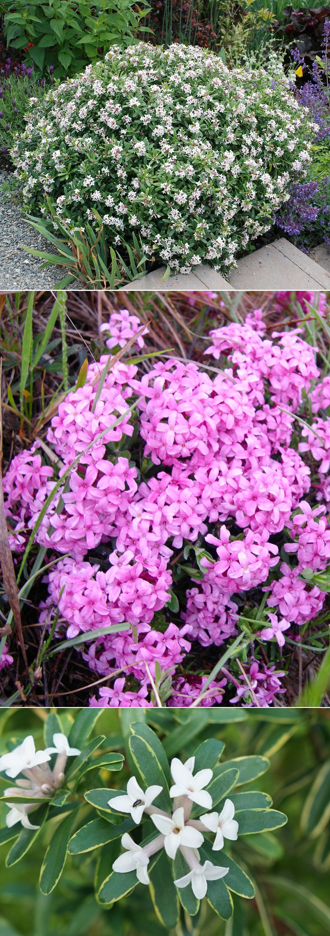1 Daphne - úvod.jpg
