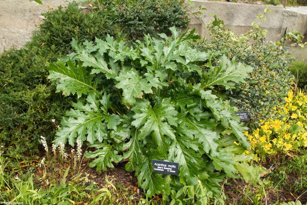 Acanthus mollis