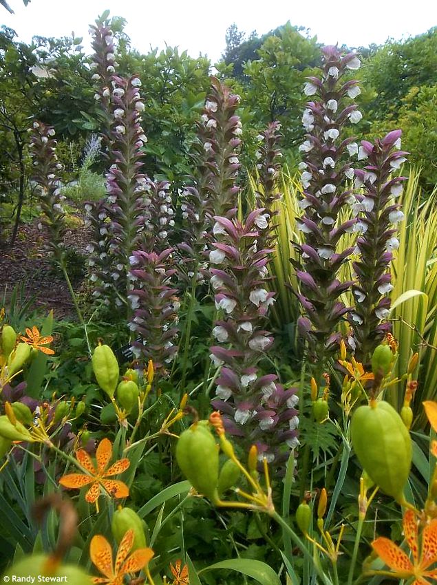Acanthus mollis