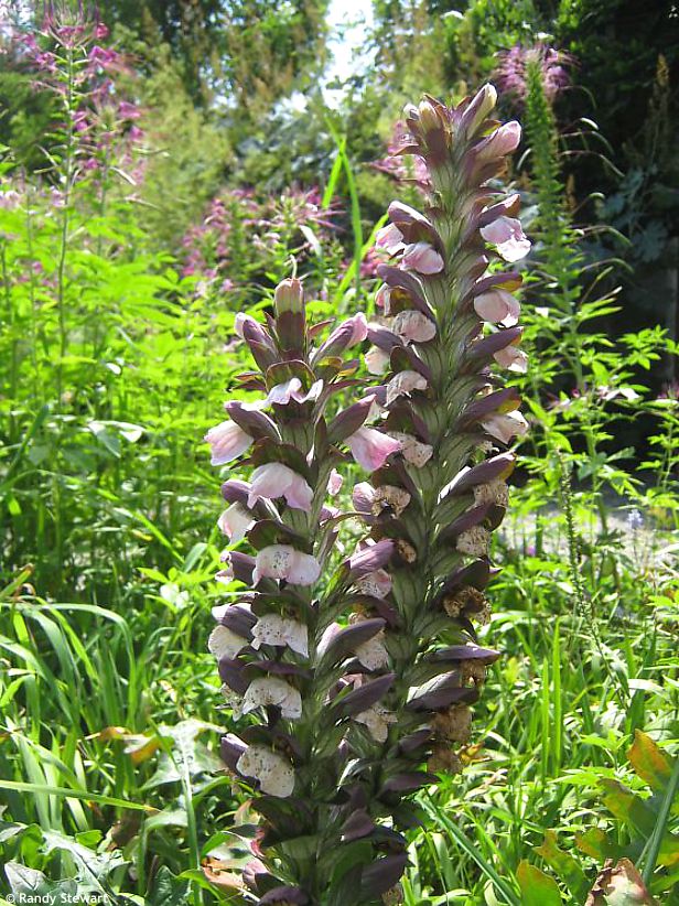 Acanthus mollis