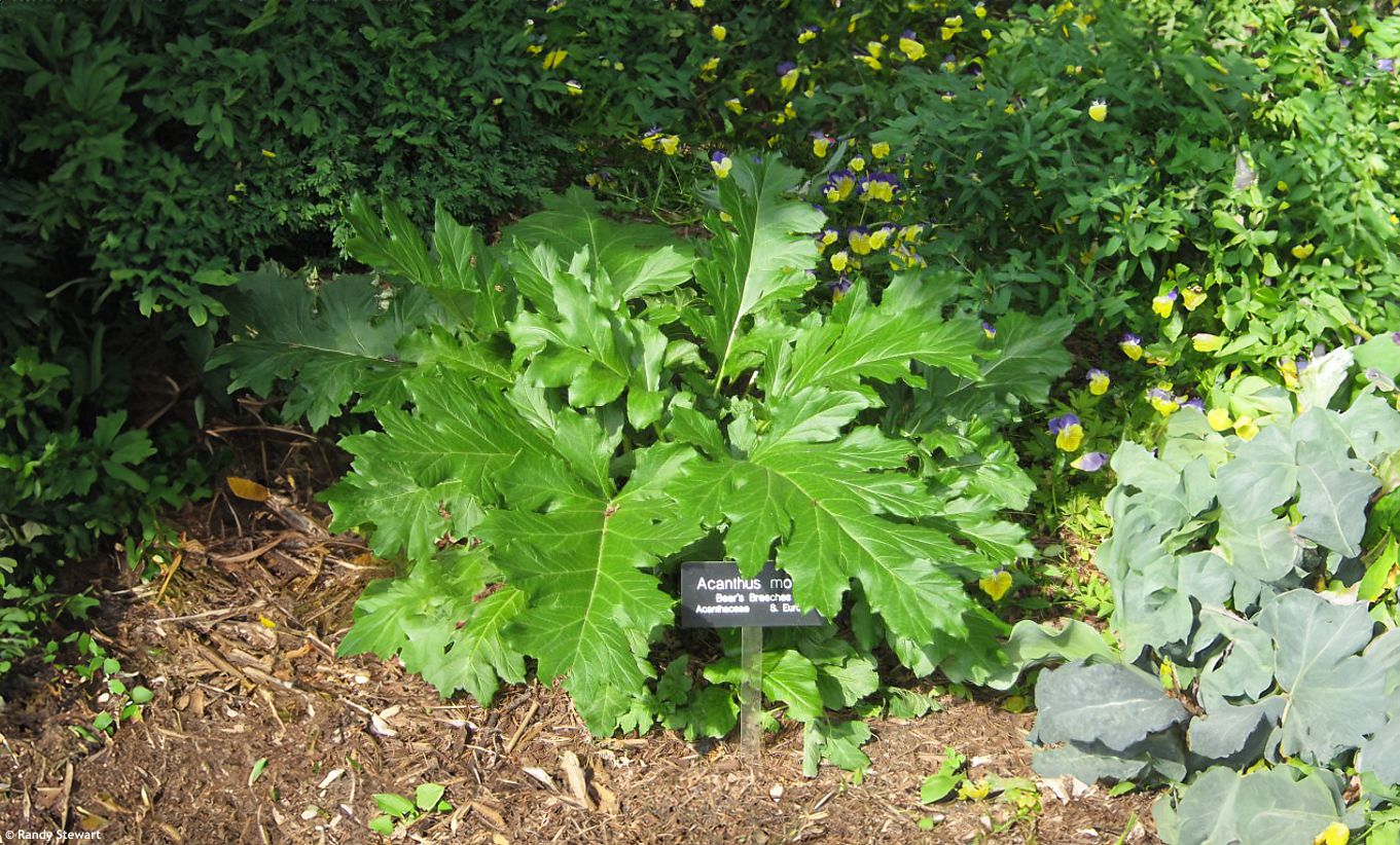 Acanthus mollis