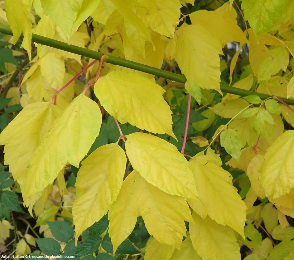 Acer negundo Winter Lightning