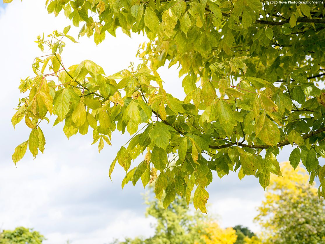 Acer negundo Winter Lightning