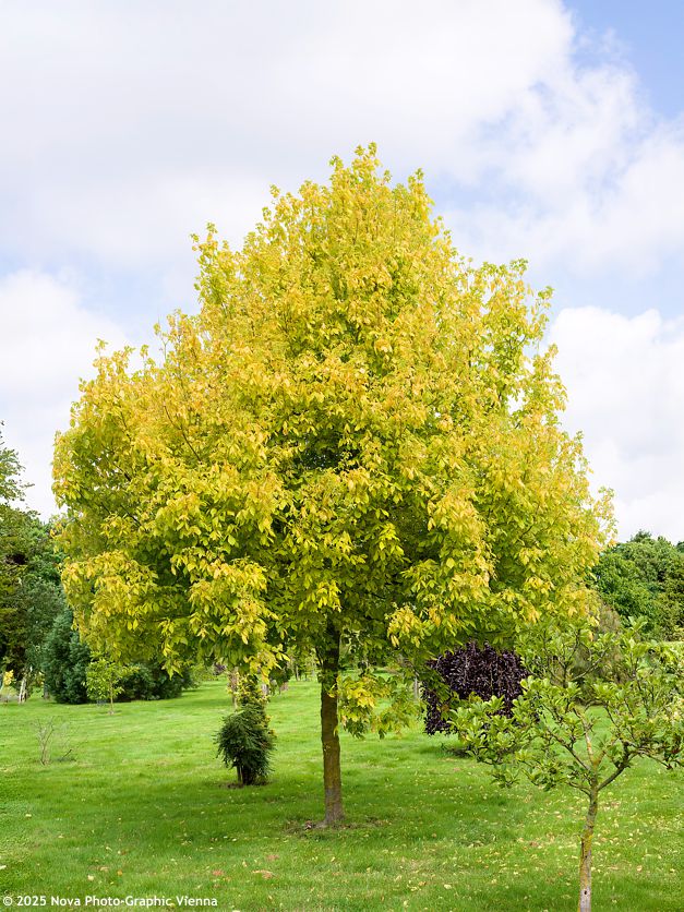 Acer negundo Winter Lightning