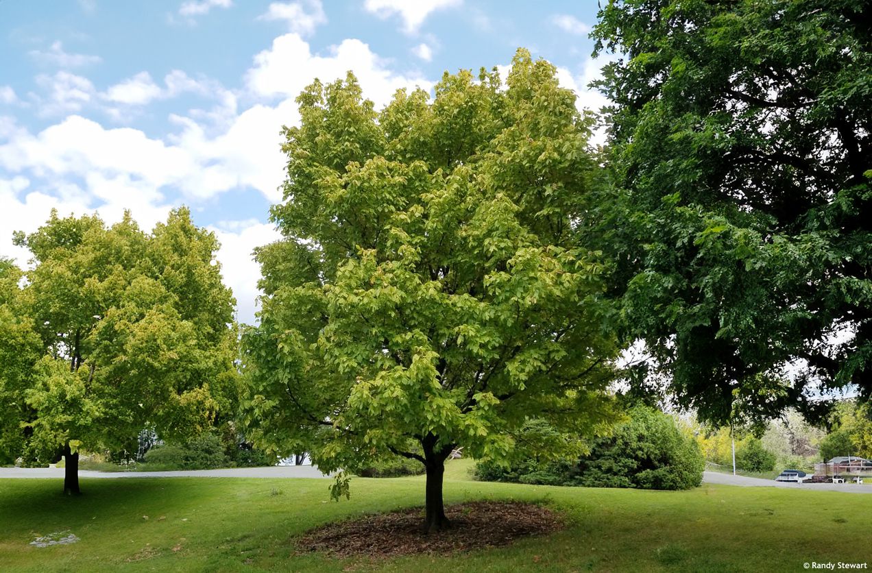 Acer negundo Winter Lightning