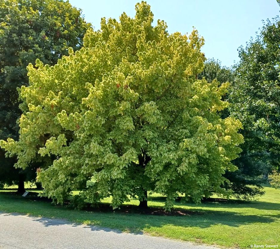 Acer negundo Winter Lightning