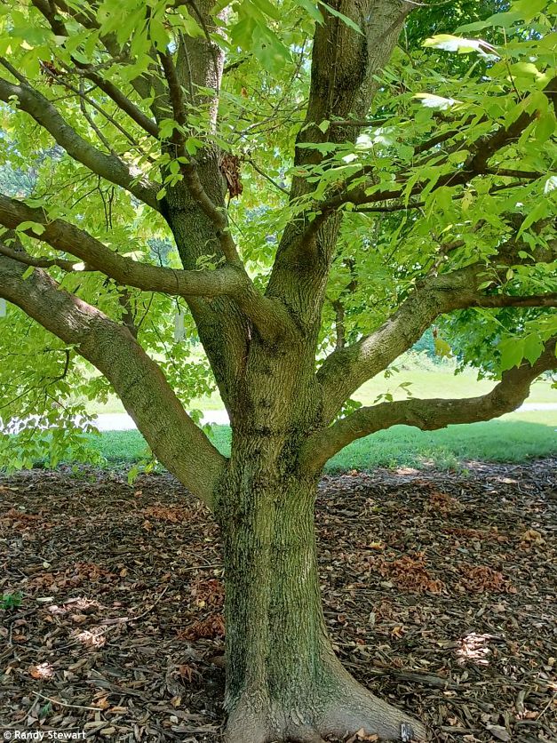 Acer negundo Winter Lightning