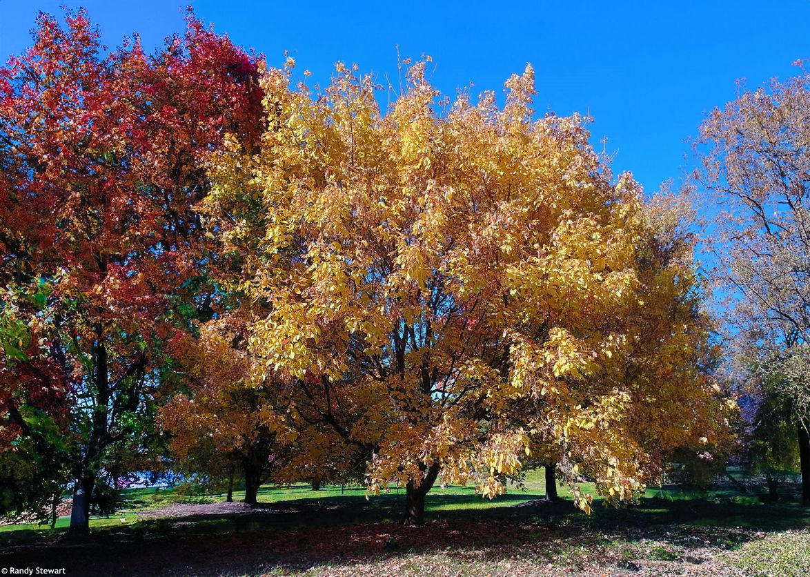 Acer negundo Winter Lightning