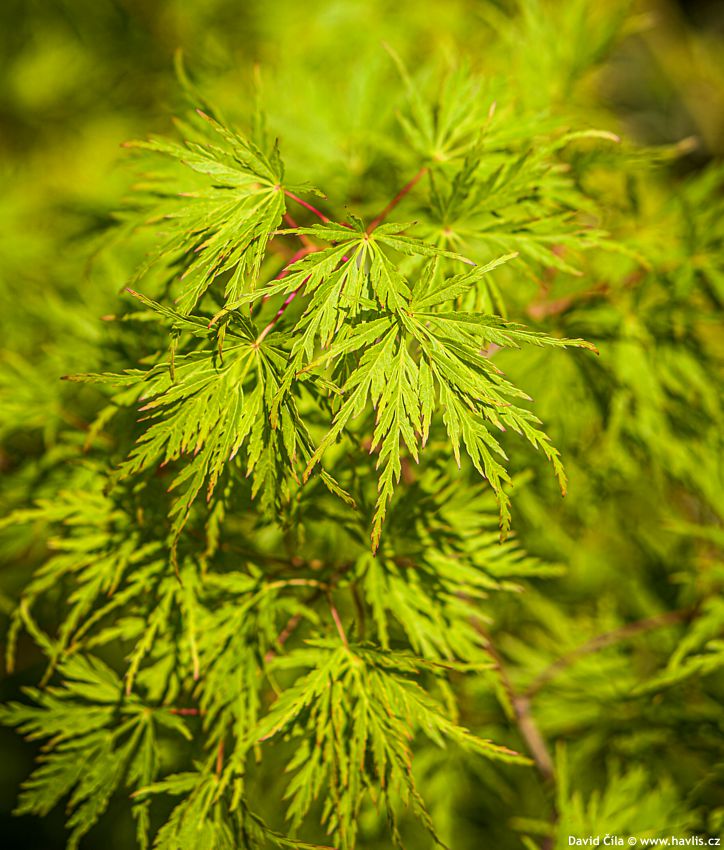 Acer palmatum